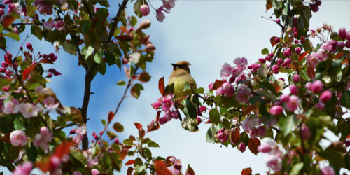 flowering bushes and trees