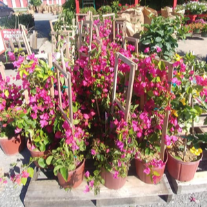 chattanooga nursery and garden plants