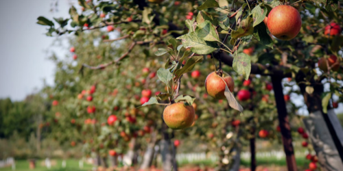 fruit trees