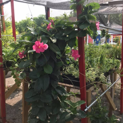 hanging plants